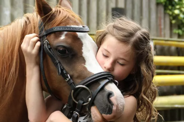 faire un soin énergétique sur un cheval pour son bien être