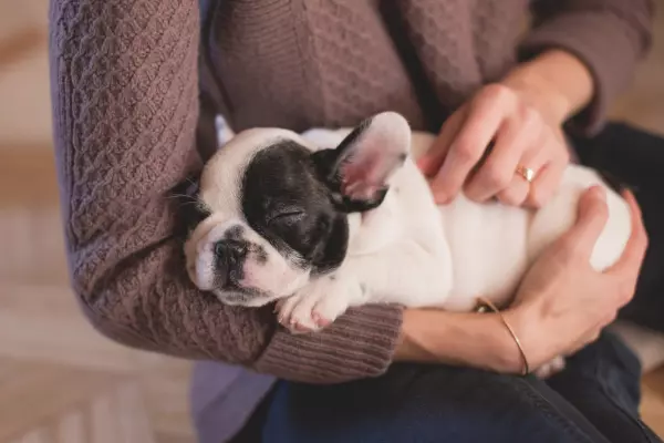 chien apaisé après un soin